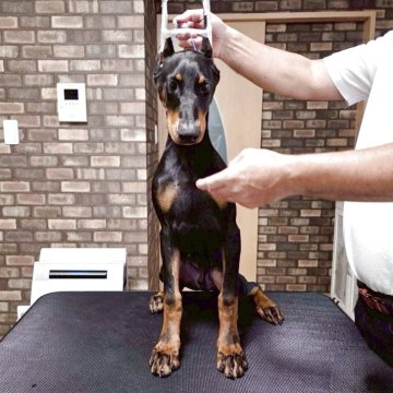 ドーベルマン【徳島県・男の子・2025年5月20日・ブラックタン】の写真「優良血統。アメリカンタイプ。」