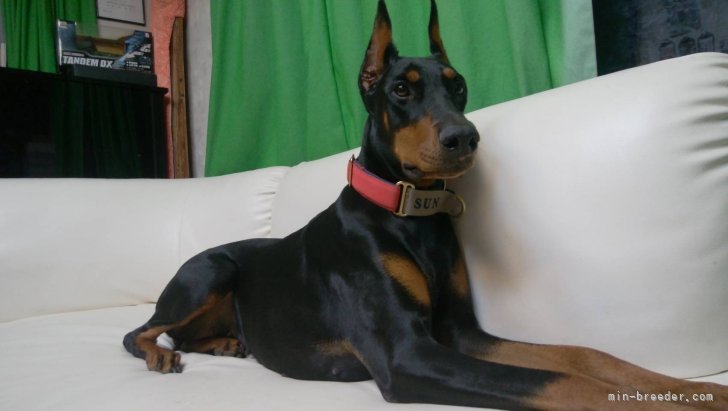 ドーベルマン【・女の子・2019年3月1日・ブラックタン】