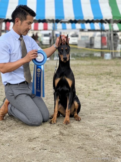 ドーベルマン【・女の子・2021年9月24日・ブラックタン】