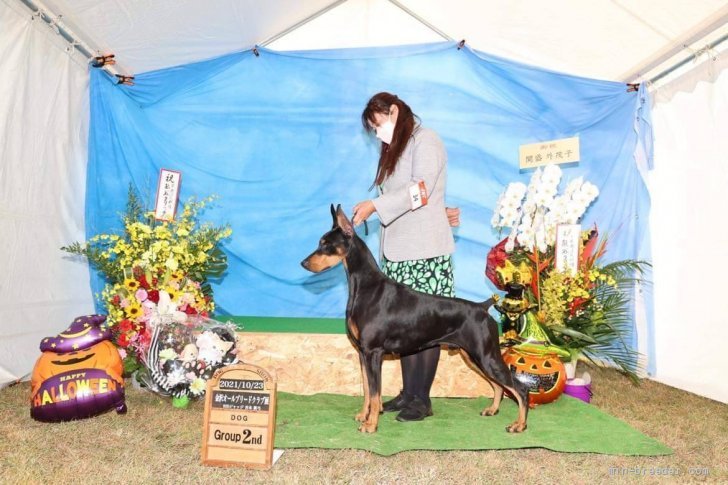 ドーベルマン【・男の子・2019年4月1日・ブラックタン】