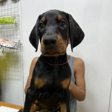 ドーベルマン【徳島県・男の子・2023年5月4日・ブラックタン】の写真「優良血統を持つアメリカンタイプの男の子」