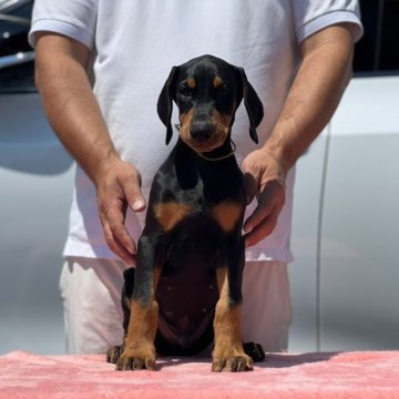 ドーベルマン【徳島県・男の子・2023年5月12日・ブラックタン】の写真「優良血統を持つアメリカンタイプの男の子」
