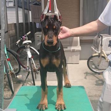 ドーベルマン【徳島県・女の子・2022年3月1日・ブラックタン】の写真「優良血統を持つアメリカンタイプの女の子」