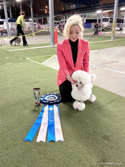 篠崎瑞代ブリーダーのブログ：BOB✨