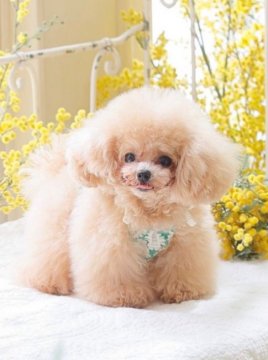 茨城県のティーカッププードルのブリーダーのブログ特集 みんなのペットライフ 茨城県のティーカッププードルのブリーダーのブログ特集 みんなのペットライフ