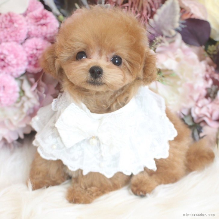 送料込み♡トイプードルアプリコットちゃん。 送料込み♡トイプードルアプリコットちゃん。