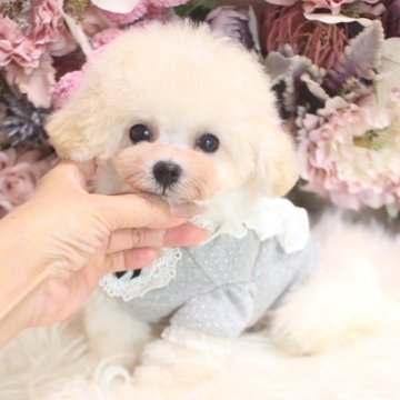 ビションプー(トイプードル×ビションフリーゼ)【茨城県・男の子・2025年8月24日・クリーム】の写真「ティーカップサイズ予想♡全身モコモコです♡」