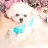 ビションフリーゼ