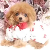 ティーカッププードル