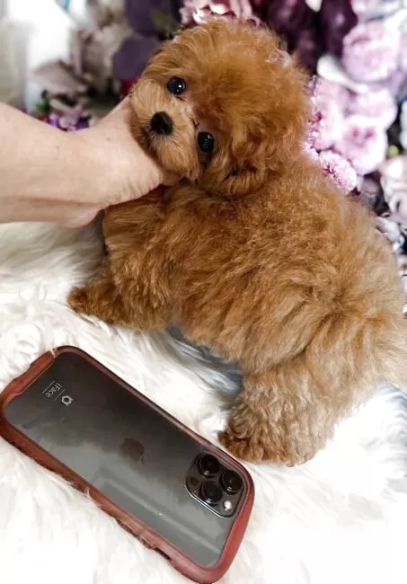 送料込み♡トイプードルアプリコットちゃん。 送料込み♡トイプードルアプリコットちゃん。 送料込みトイ
