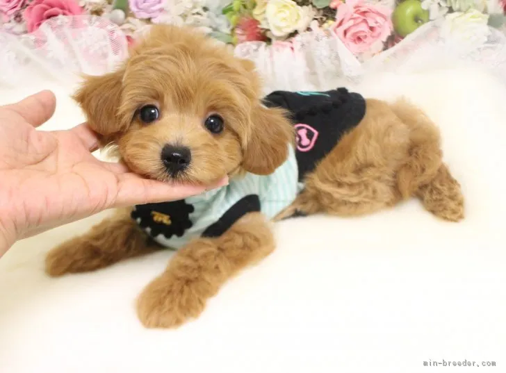 ID:1706-00413の子犬