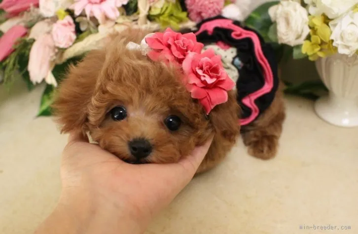 ID:1602-01085の子犬