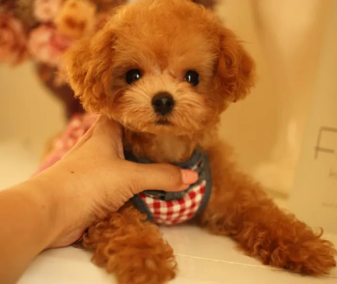 ID:1308-01293の子犬