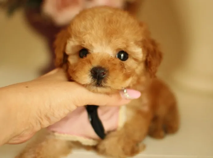 ID:1402-00150の子犬