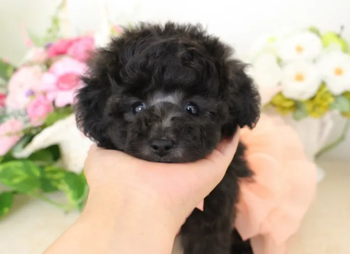 ID:1407-00198の子犬