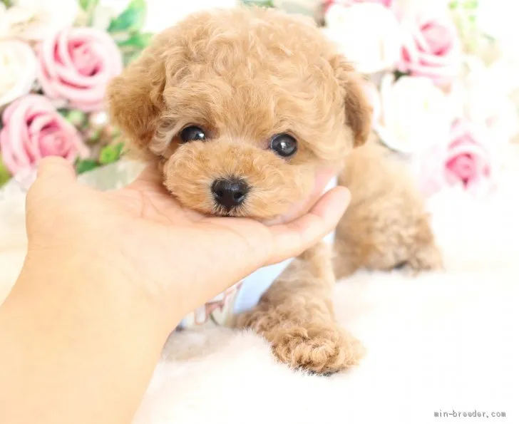 ID:2003-02950の子犬