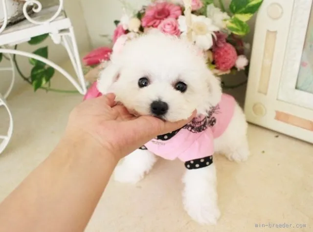 michonga 様のお迎えした子犬