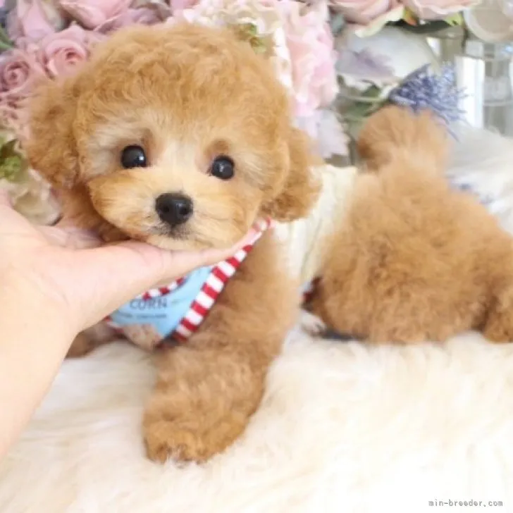 ID:2309-05338の子犬