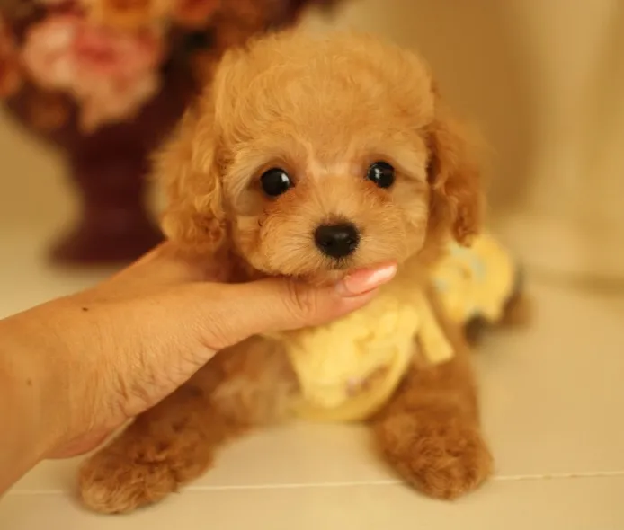 ID:1309-00143の子犬