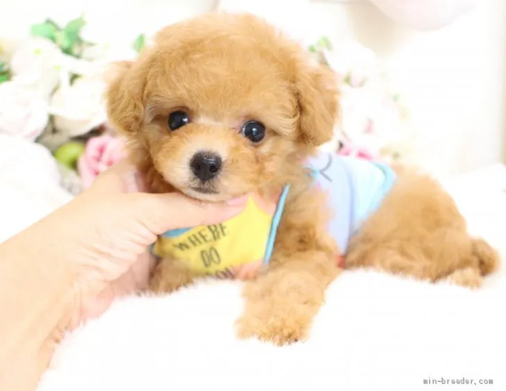 ID：2008-00148の子犬