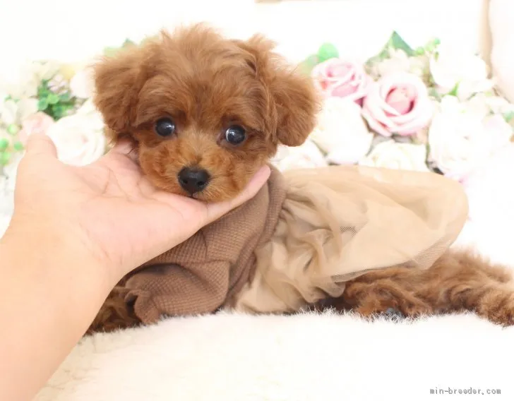 ID:2011-01411の子犬