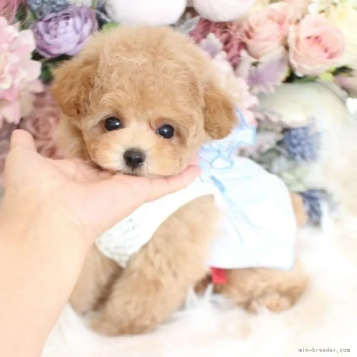 ID:2301-05551の子犬