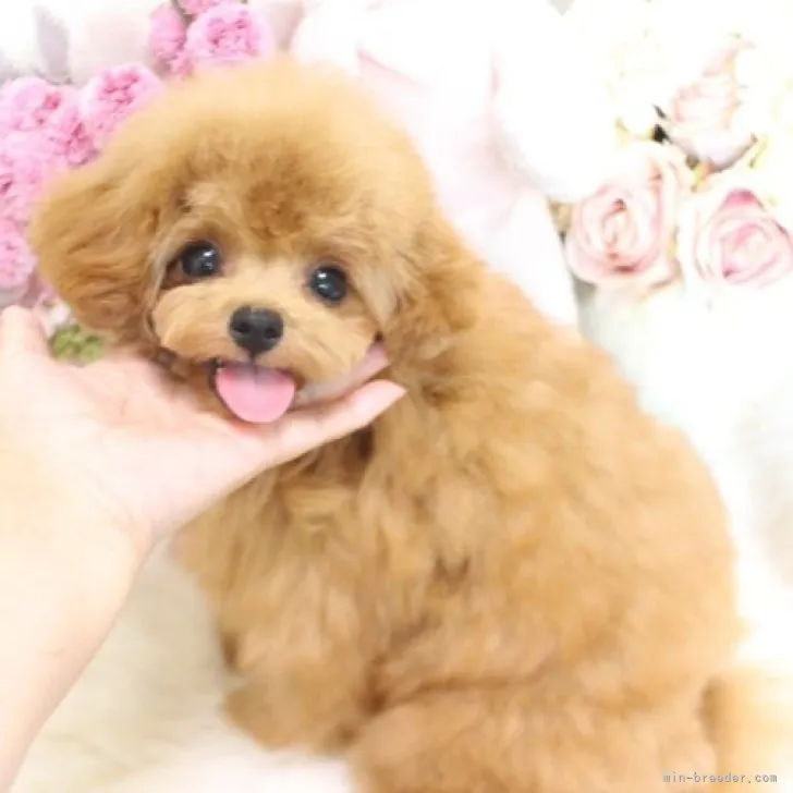 ID:2303-01736の子犬