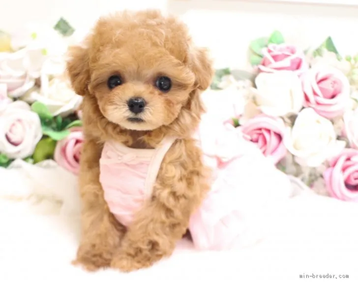 ID:2003-01813の子犬