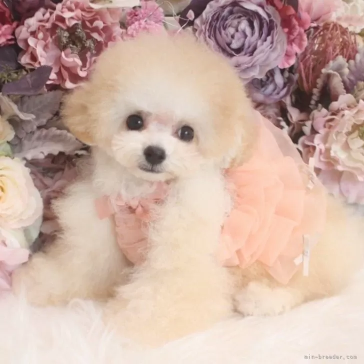 ID:2409-03771の子犬