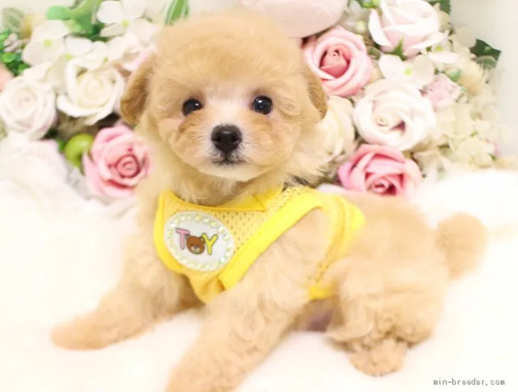 ID:2008-00147の子犬