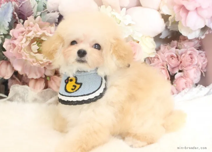 ID:2202-00670の子犬