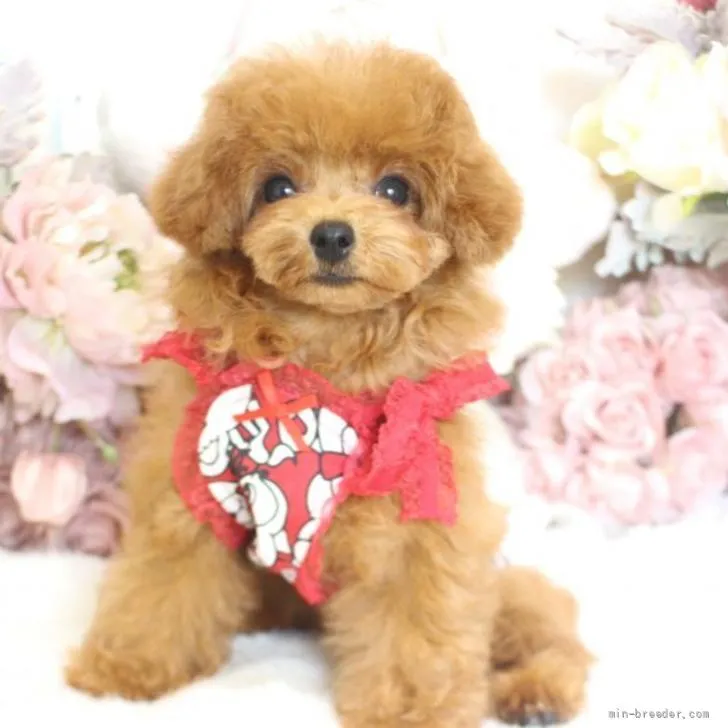 ID:2205-03373の子犬