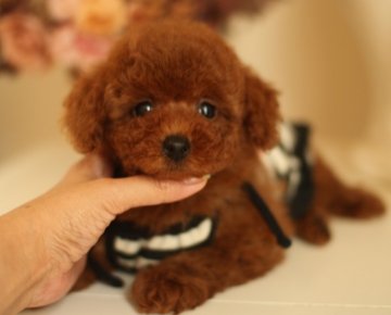 トイプードル(タイニー)【茨城県・男の子・2013年8月11日・レッド】の写真「良血統♪濃いレッド♪巻あり♪」