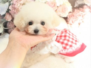 トイプードル(ティーカップ)【茨城県・女の子・2021年9月6日・ホワイト】の写真「両血統のマイクロ～ティーカップ予想♡」