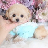 トイプードル(ティーカップ)