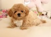 ビショプー【茨城県・女の子・2016年12月3日・クリーム】の写真1