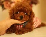 タイニープードル【茨城県・男の子・2013年7月7日・レッド】の写真1「人気の丸顔！クマ顔タイプ！！！ﾟ+｡:.ﾟヽ(*´∀`)ﾉﾟ.:｡+ﾟ」