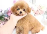 ちわぷーぷー(ママちわぷー パパプードル)【茨城県・男の子・2022年11月10日・アプリコット】の写真2