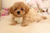 ビショプー【茨城県・女の子・2016年12月3日・クリーム】の写真4