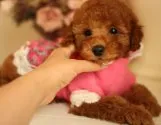 トイプードル(トイ)【茨城県・男の子・2013年11月18日・レッド】の写真4「まん丸丸顔！！クマ顔ですΣd(ゝ∀･)OK!!」