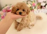 ビショプー【茨城県・女の子・2016年12月3日・クリーム】の写真5