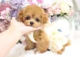 ちわぷーぷー(ママちわぷー パパプードル)【茨城県・男の子・2022年11月10日・アプリコット】の写真5