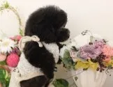 タイニープードル【茨城県・女の子・2014年5月29日・シルバー】の写真5
