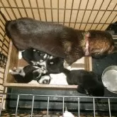 豆柴【佐賀県・男の子・2025年8月16日・黒】の写真15