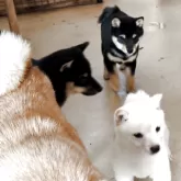 豆柴【佐賀県・女の子・2025年8月16日・黒】の写真5