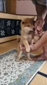 豆柴【佐賀県・男の子・2025年6月28日・赤】の写真6