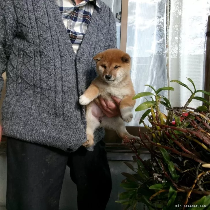 ID:2412-00595の子犬