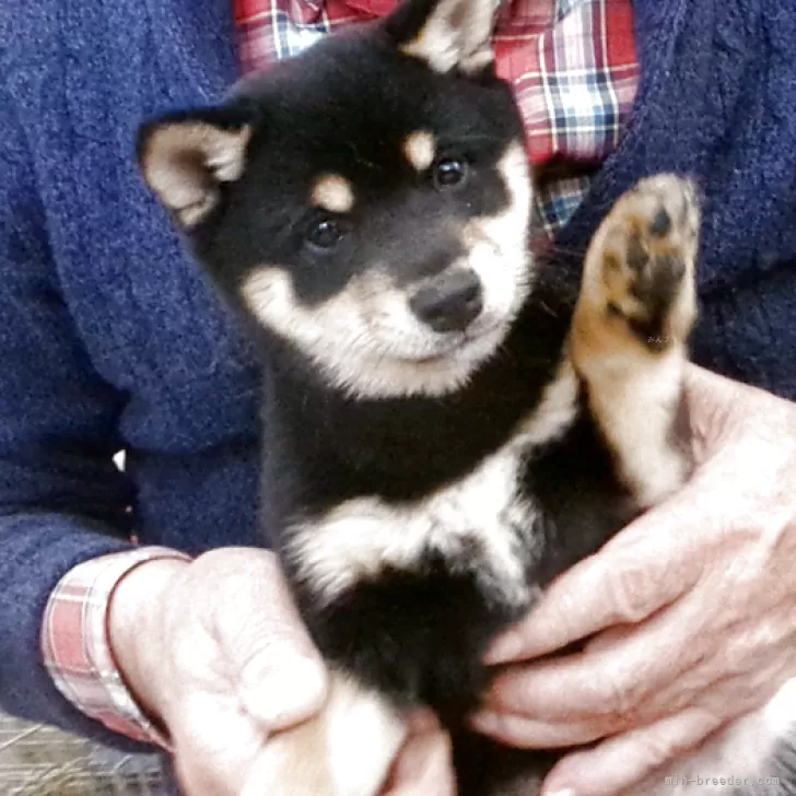 豆柴【佐賀県・女の子・2025年9月25日・黒】の写真1