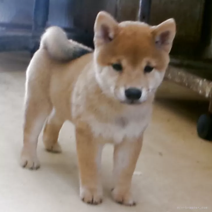 ID：2508-06156の子犬