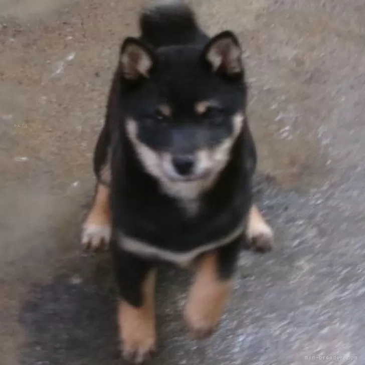 ID：2501-00745の子犬